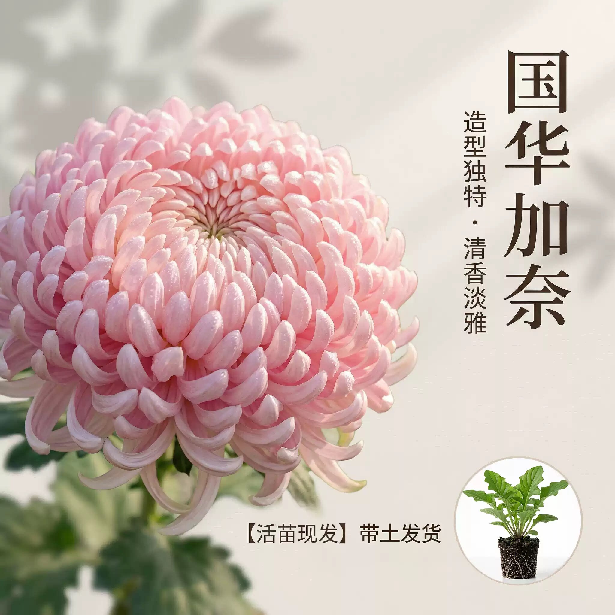 鹅毛粉黛大菊苗盆栽带土球高成活