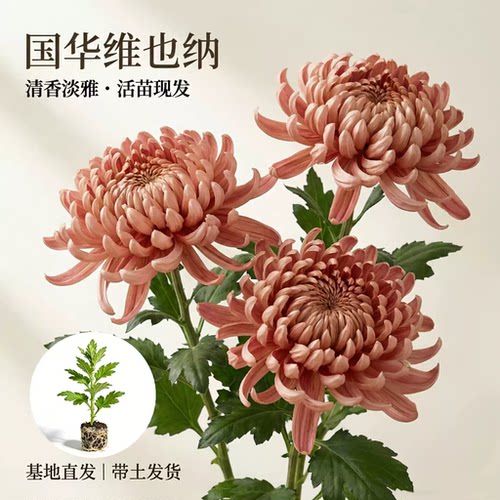 国华维也纳大菊花苗清香淡雅