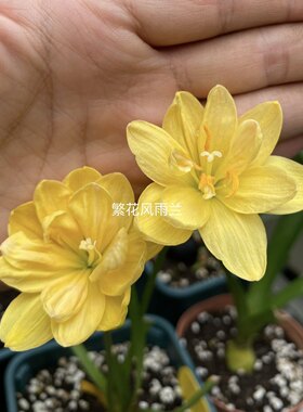 黄金罗盘风雨兰，雪绒花风雨兰重瓣风雨兰，黄色白色重瓣风雨兰