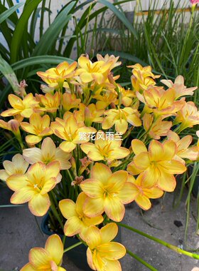 橙色地平线风雨兰植物