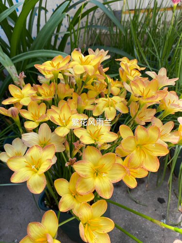 橙色地平线风雨兰植物
