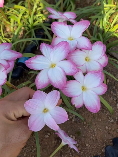大花圆胖风雨兰有香味