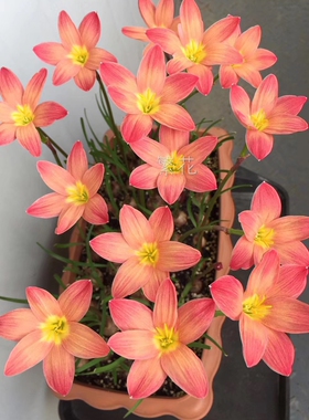 28包邮，钦达风雨兰，会变色品种，从橙色变粉色，勤花品种，