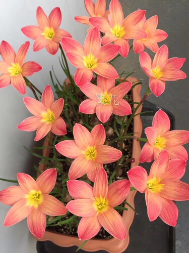 钦达风雨兰变色品种植物花卉