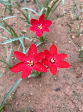 红运当头新品风雨兰，深红色风雨兰，
