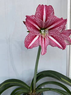 九月玫瑰线朱顶红，叶子带线白肋朱，现挖带叶子发货，白肋朱顶红