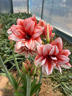 鬼魅朱顶红，绿色叶子，无肋线