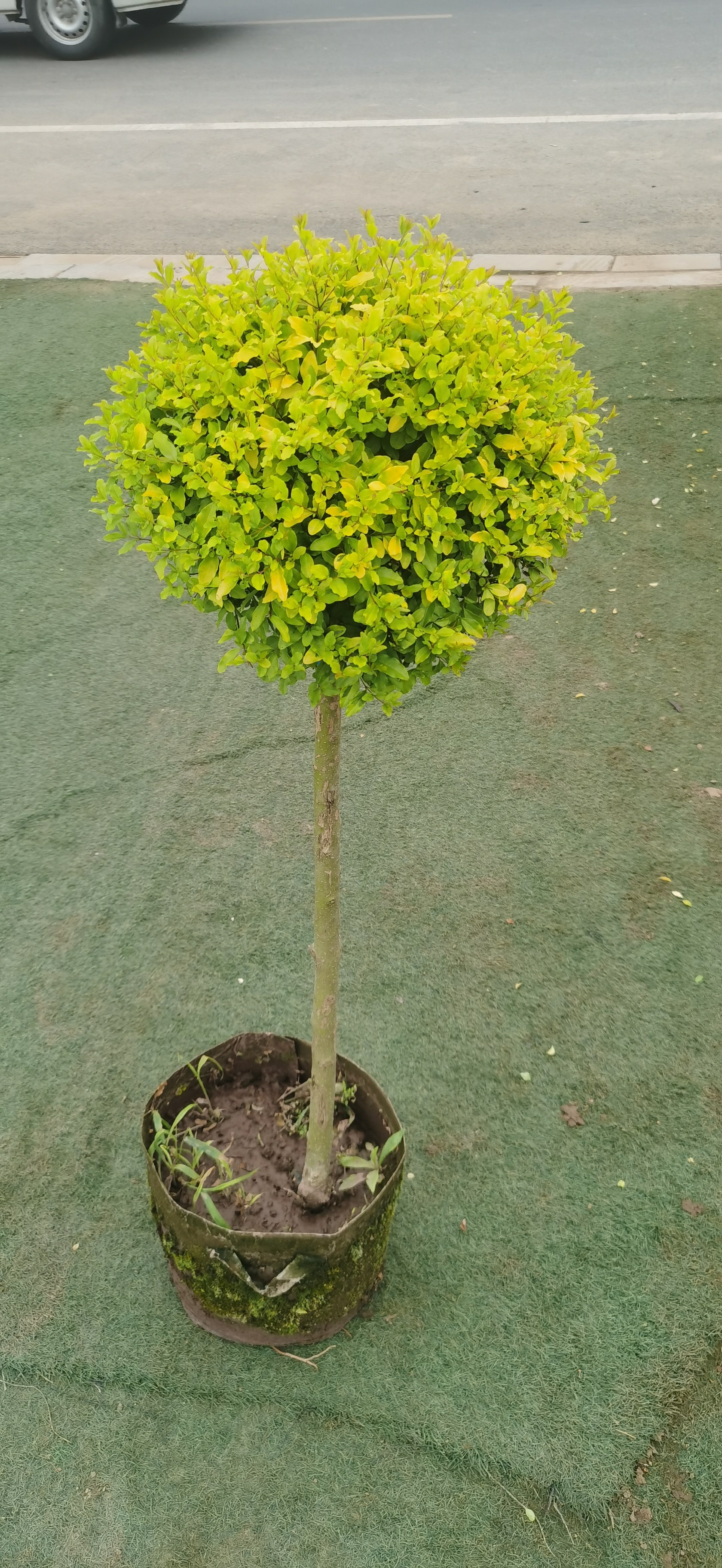 棒棒糖亮晶女贞盆景别墅花池四季常青高杆小叶女贞球庭院楼顶绿化