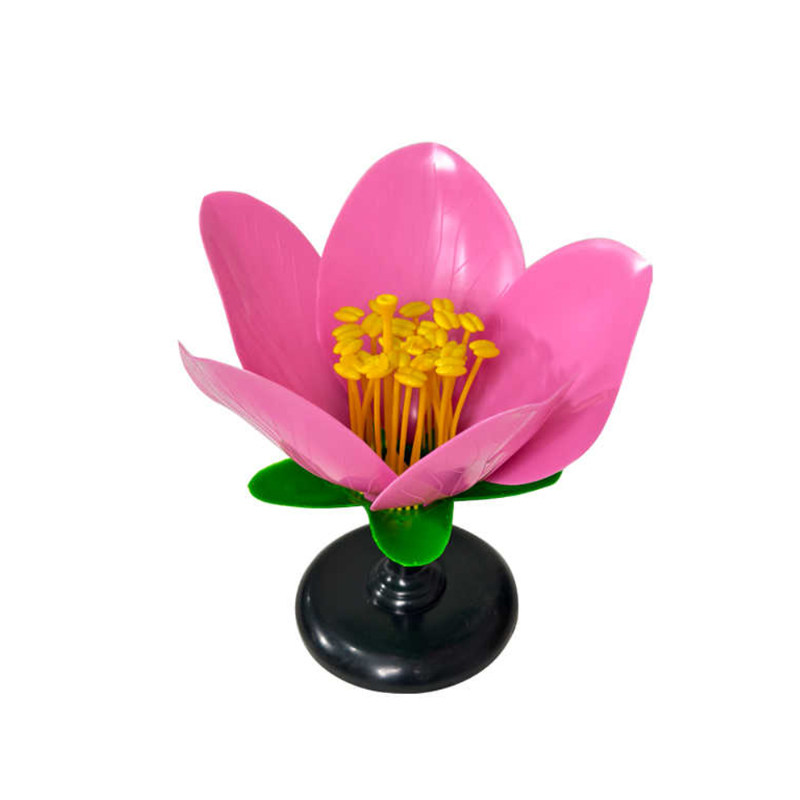 包邮 桃花模型中考生物实验模型花蕊花瓣放大模型花的结构