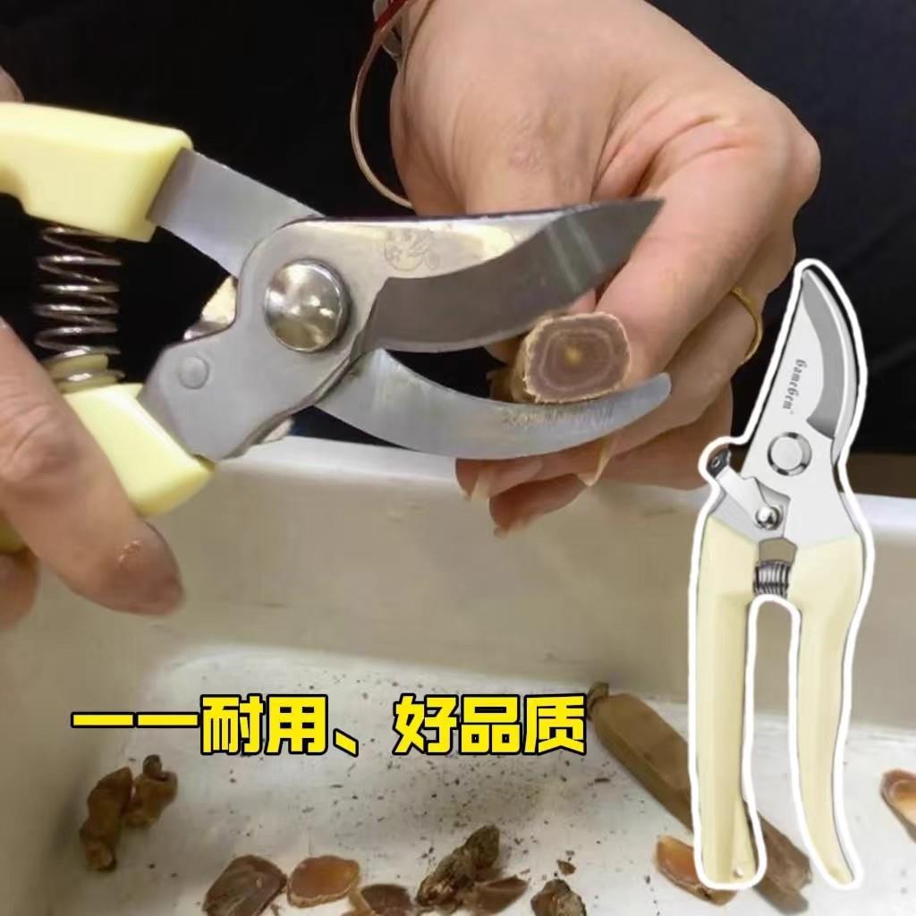 材鱼胶花胶剪刀西洋参花旗参红参高丽参天麻甘草剪刀子