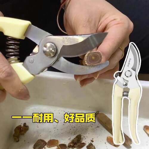 材鱼胶花胶剪刀西洋参花旗参红参高丽参天麻甘草剪刀子