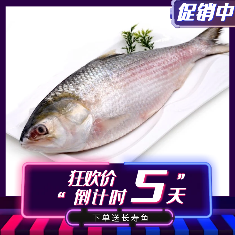 海捕高端冰鲜鲥鱼2-2.2斤新鲜鲥鱼海鲜鲥鱼江浙沪皖包邮商用批发