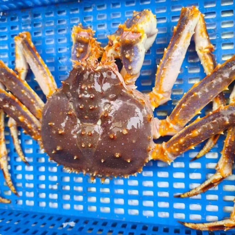 高品蓝帝王蟹鲜活海鲜5斤大螃蟹冷冻俄罗斯皇帝蟹长脚松叶蟹批发