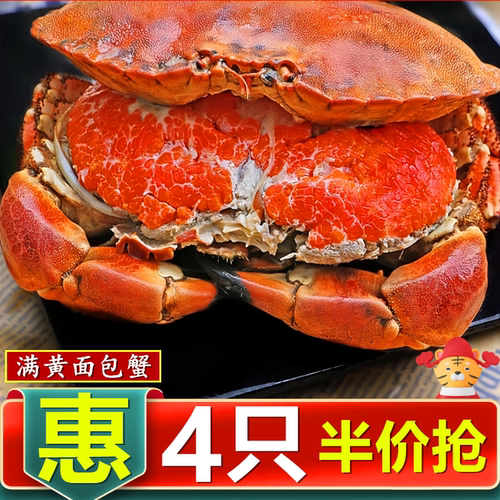 超大面包蟹特大珍宝母蟹黄道蟹