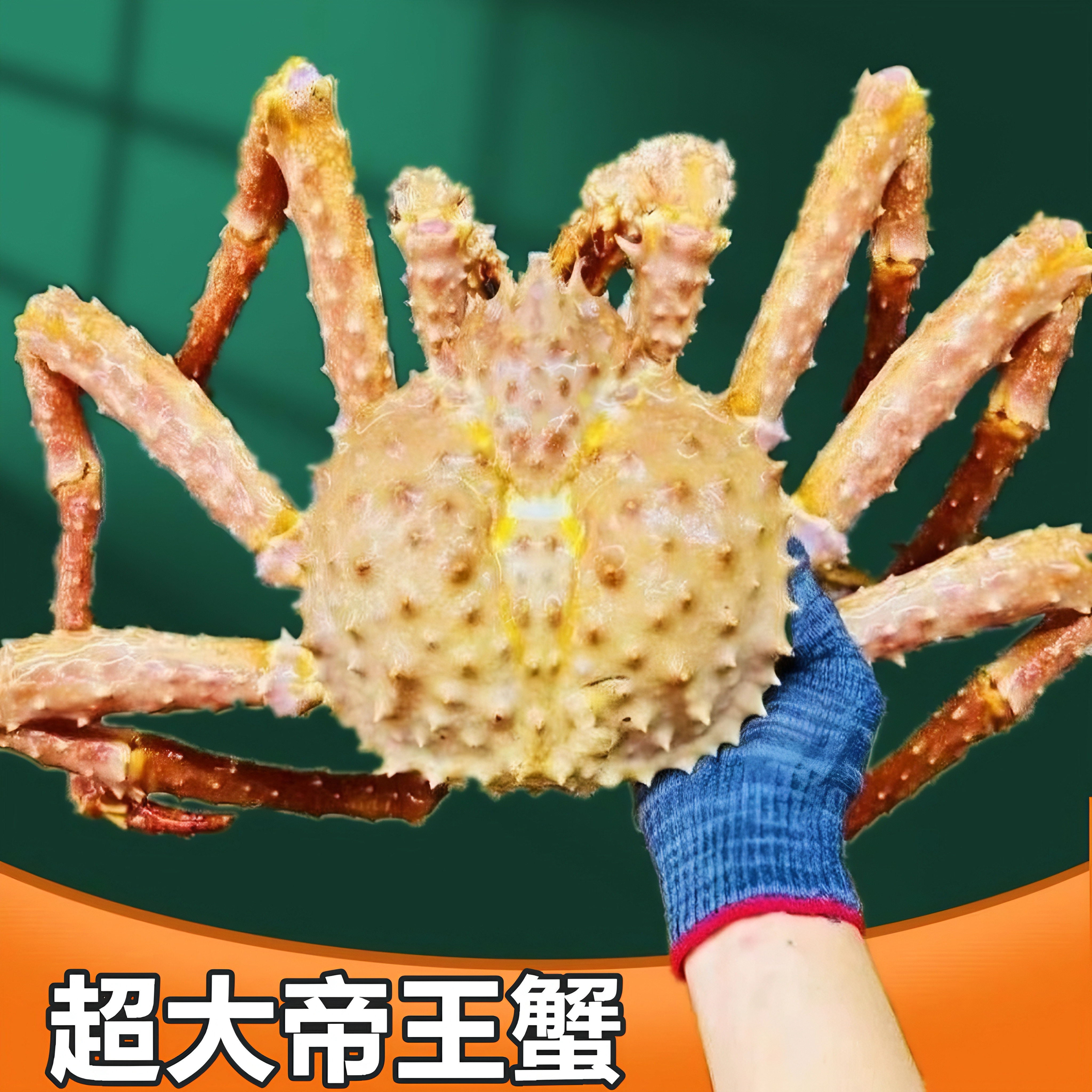 特大生冻黄金帝王蟹2kg图片