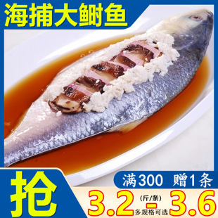 海捕鲥鱼新鲜河鲜三黎鱼洄游三泥洄游鱼淡水鱼海鲜商用3.3斤包邮