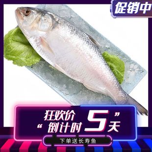 洄游鲥鱼新鲜海鲜冷冻三来鱼大黎鱼时鱼无需刮鳞冷冻批发1.3斤/条