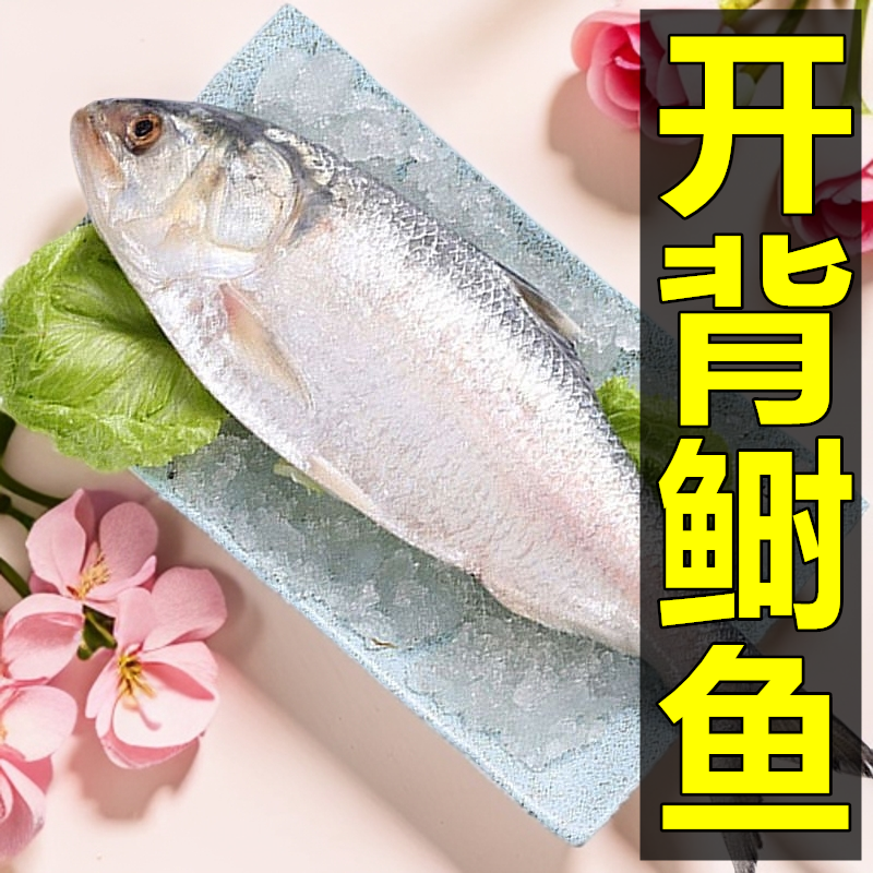 【酒店同款】开背鲥鱼冰鲜时鱼三黎鱼超大时鱼河鲜洄游三泥鱼包邮