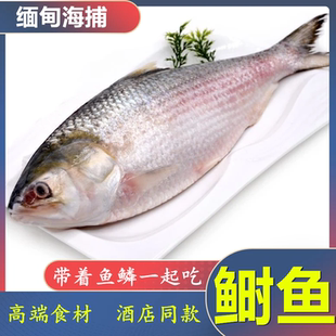 2-2.2斤开背鲥鱼冰鲜时鱼三黎鱼超大时鱼河鲜洄游三泥包邮酒店款