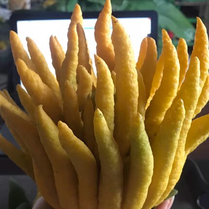 【顺丰发货中】大黄果现摘现发精品佛手金华鲜佛手柑香橼供果