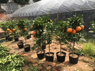 新品正宗 金华玳玳果 盆栽 苦橙 回青橙 酸橙代代苗带果原土发货