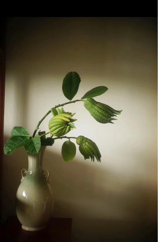 【水養型】金華佛手 新鮮香橼果佛手柑 觀賞清供 把玩 擺件 熱賣在類目 零食/堅果/特產, 蜜餞/棗類/梅/果乾, 佛手果中 - 來自Buy2taobao.com提供專業的淘寶代購服務