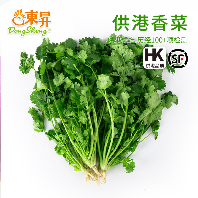 东升农场香菜芫茜广州蔬菜