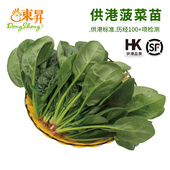 火锅 养生辅食 供港蔬菜广州配送250g 供港菠菜苗 东升农场
