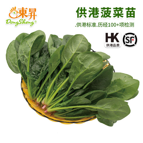 东升农场供港菠菜苗宁夏菜