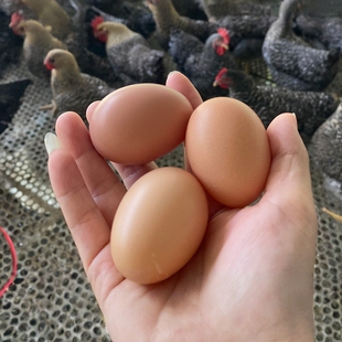 东升农场 凤竹山土鸡蛋 农家蛋 走地鸡 竹林散养 中草药喂饲