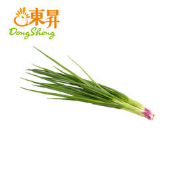 东升农场 供港生葱 香葱调配料 毛葱 烧烤 广州蔬菜新鲜配送 100g