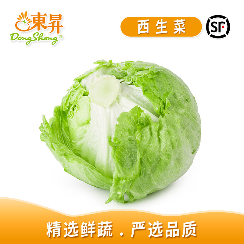 东升农场 西生菜 汉堡沙拉西餐轻食 火锅食材烧烤 广州配送400g