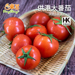东升农场 供港大红番茄新鲜自然熟水果蔬菜沙瓤西红柿1斤火锅食材