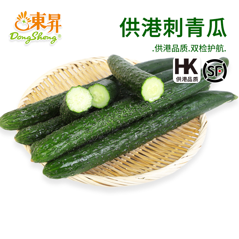 东升农场青瓜脆嫩凉拌刺青黄瓜