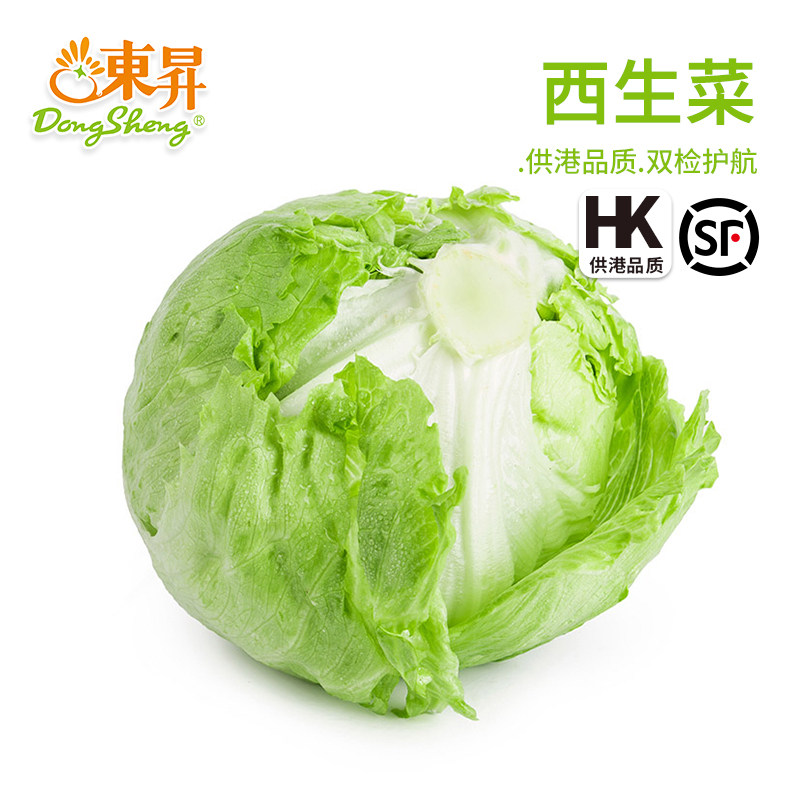 东升农场 西生菜 汉堡沙拉西餐轻食 火锅食材烧烤 广州配送400g
