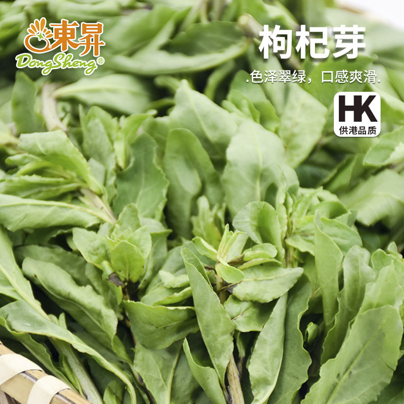 东升农场 枸杞芽300g 新鲜枸杞现摘当季蔬菜