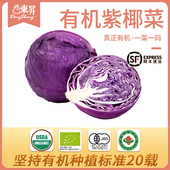 东升农场 有机紫椰菜紫甘蓝卷心菜沙拉椰菜400g