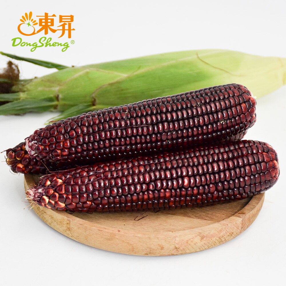 东升农场 紫玉米450g 蒸熟吃煲汤 花青素 广东蔬菜新鲜配送图片