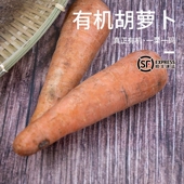 广州供港新鲜蔬菜配送 红萝卜胡芦菔 400g 有机胡萝卜 东升农场