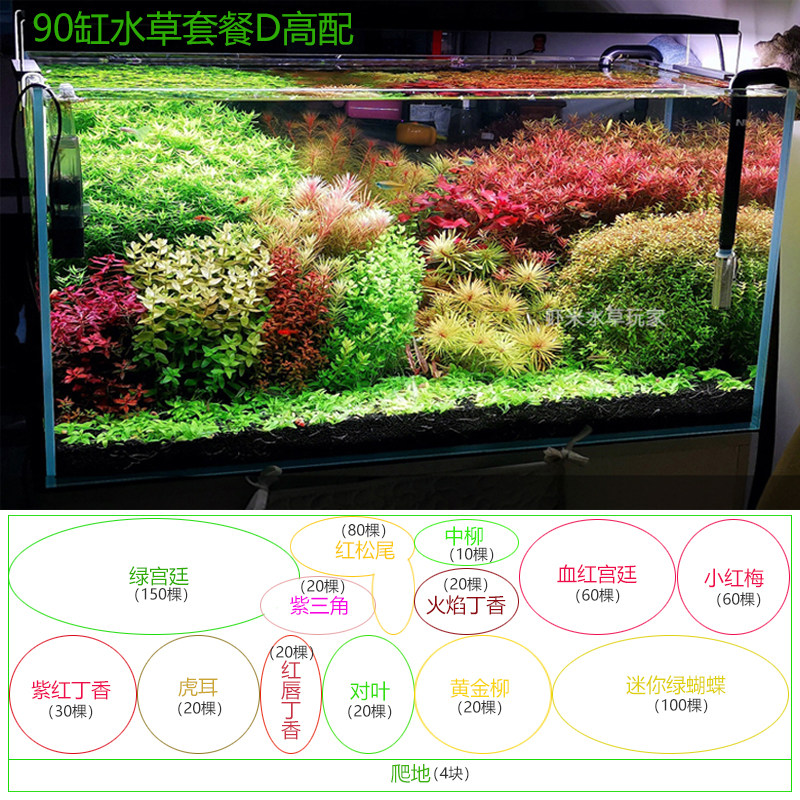 荷兰水草开缸套餐造景阳性
