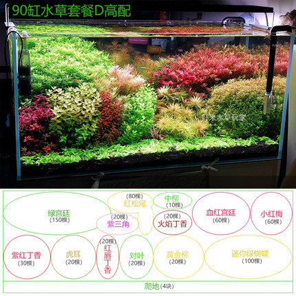 荷兰景水草开缸套餐包邮草缸鱼缸造景阳性中后景新手入门好养懒人