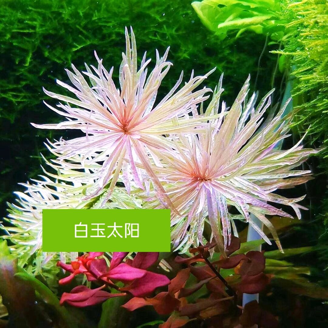 红太水草红太阳绿太阳普宽太阳性
