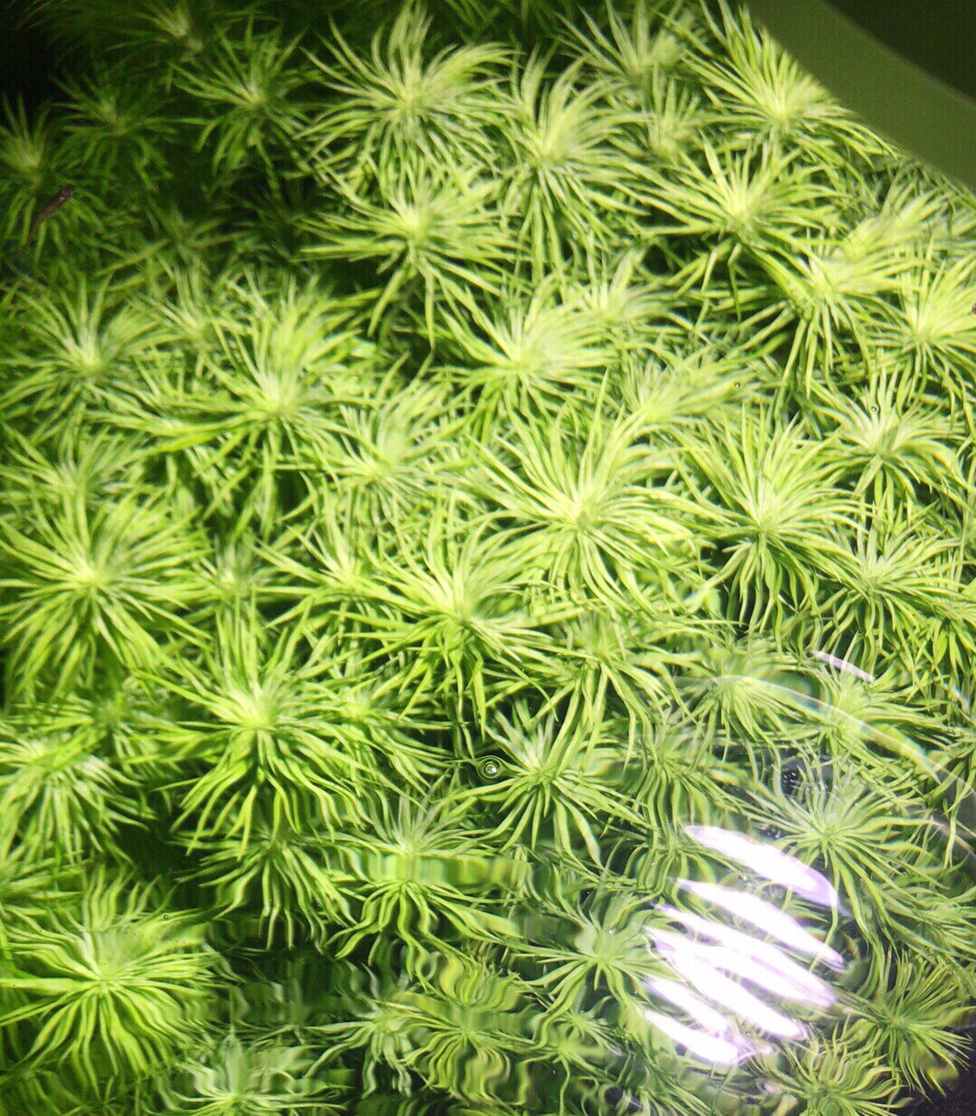 古精谷精太阳中后景水草绿色荷兰景造景菜园子水下叶鱼缸草缸造景
