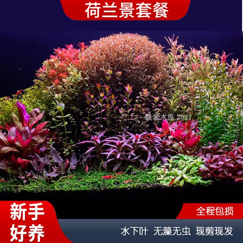 荷兰景水草造景入门好养草缸懒人