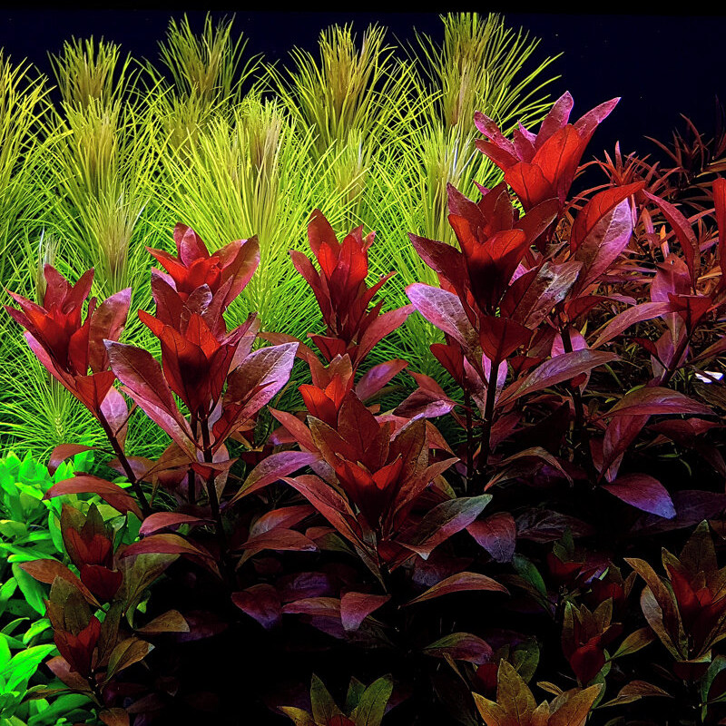 火焰丁香新叶底红红色水草荷兰景淡水鱼缸草缸造景水中植物中后景