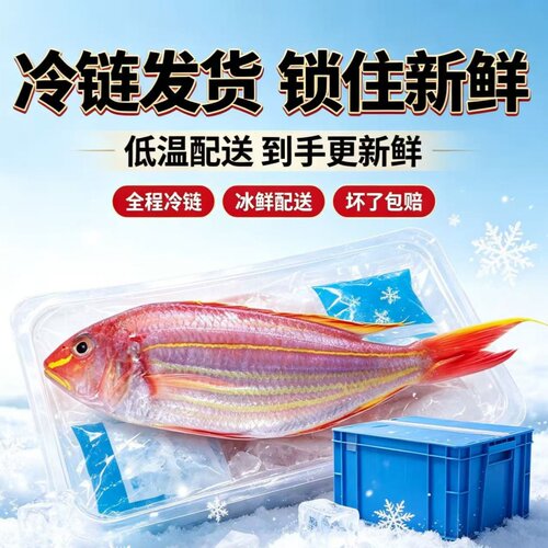 金线鱼红衫刀鲤鱼海钓海捕