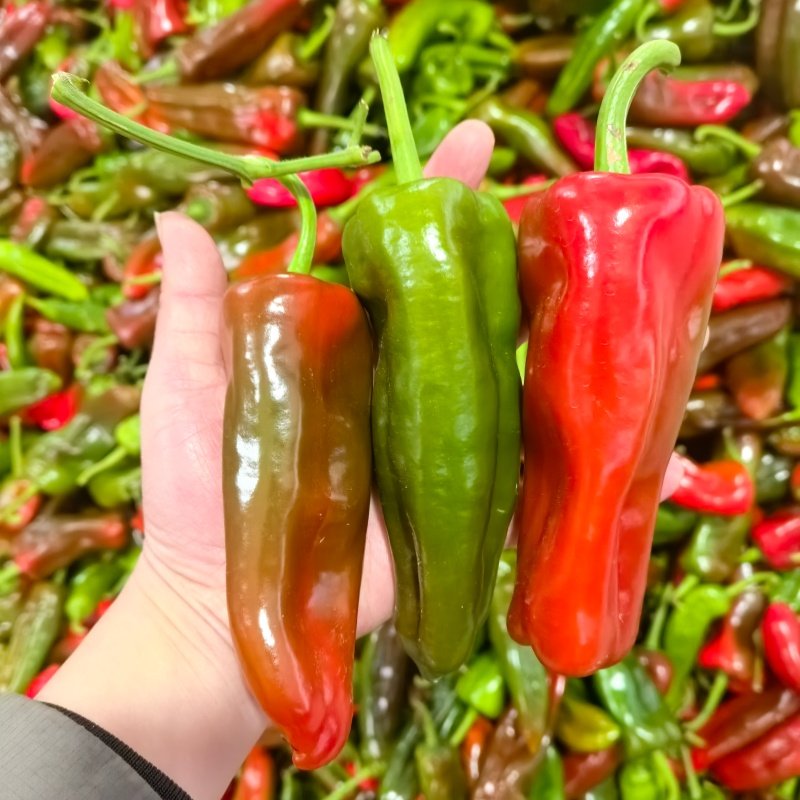 安徽和县现摘现发新鲜花色大红椒微辣虎皮青红椒肉厚乌紫红椒菜椒,水产肉类/新鲜蔬果/熟食,辣椒,淘宝优惠券,粉丝福利购,淘宝优惠卷