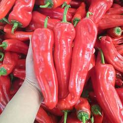 安徽和县现摘现发新鲜红辣椒微辣大红泡椒牛角椒红灯笼椒大菜椒