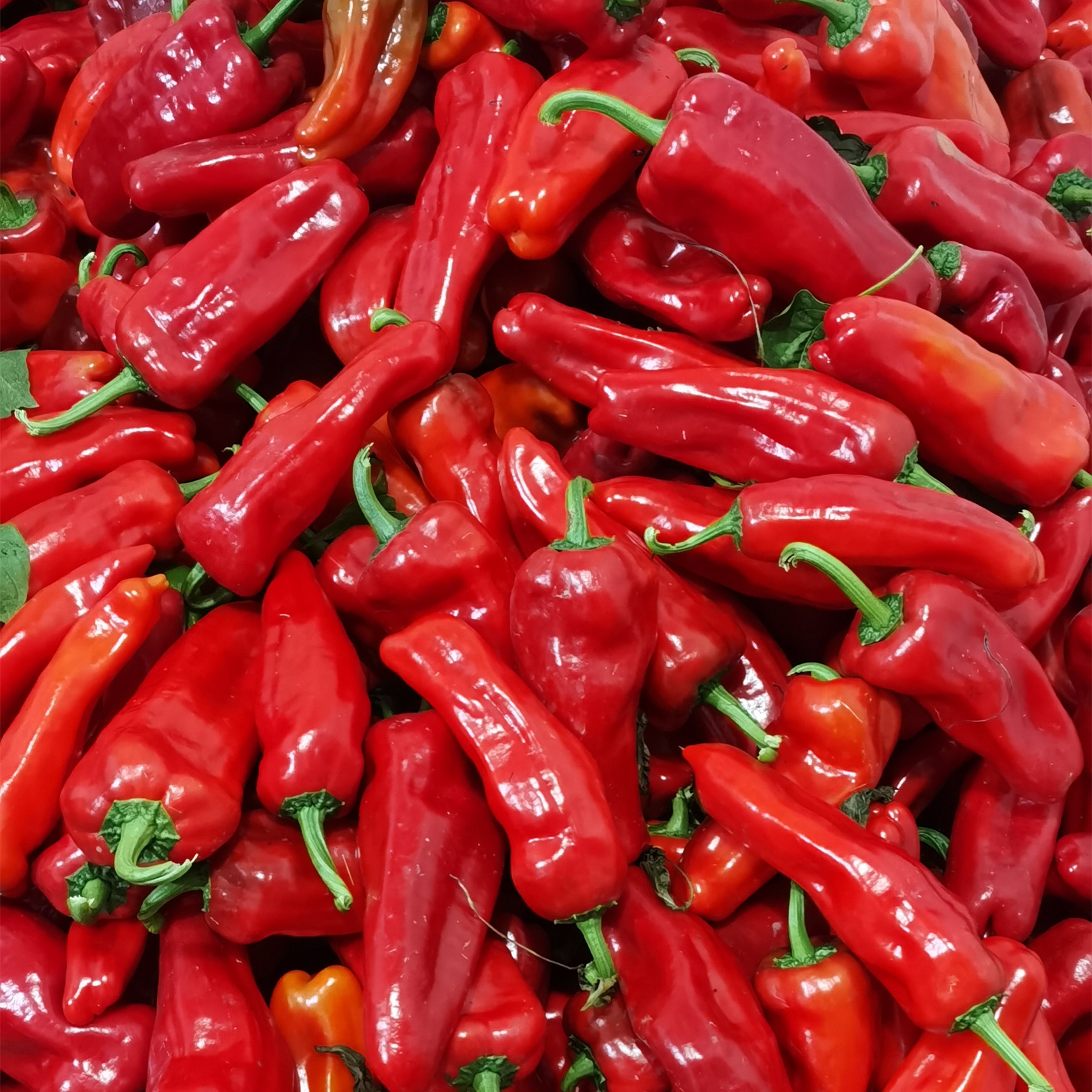 和县大红椒产地直销微辣现摘现发