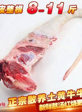 新鲜牛尾火锅红烧牛肉测试推荐
